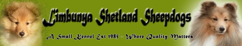 Limbunya Shetland Sheepdogs